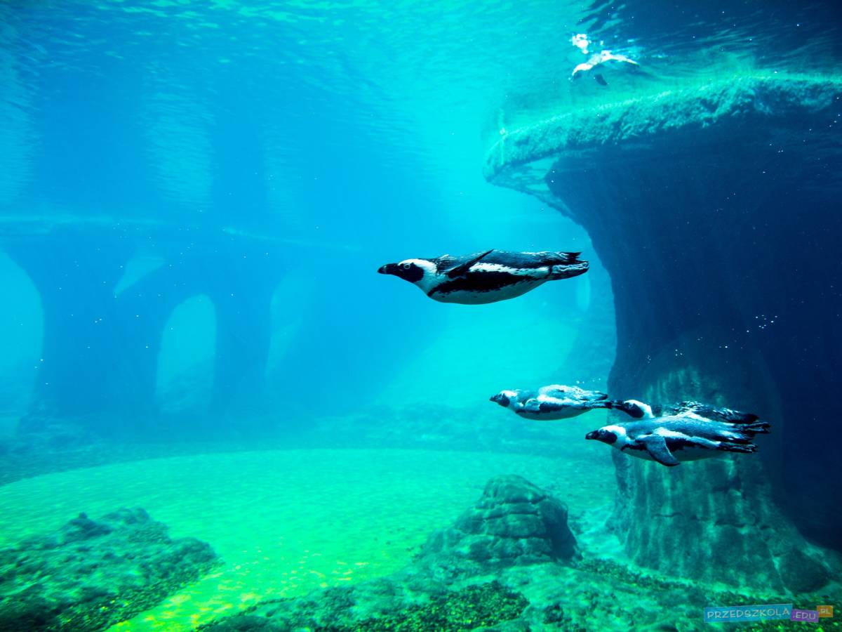 Oceanarium - Teatr Figurki, spektakl dla Naj Najów