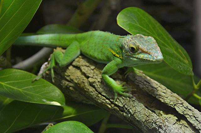 Wieczorne zwiedzanie Afrykarium we Wrocławiu