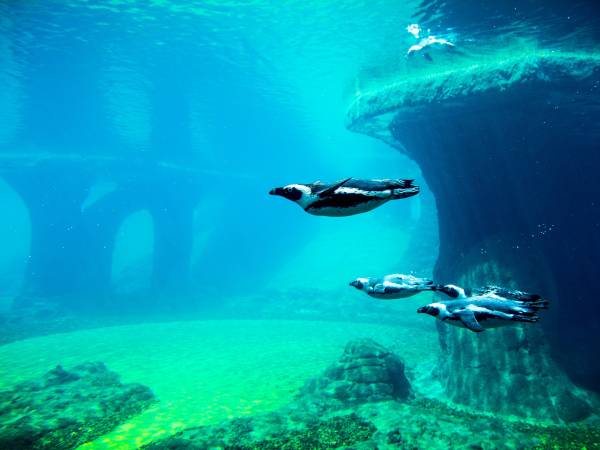 Oceanarium - Teatr Figurki, spektakl dla Naj Najów