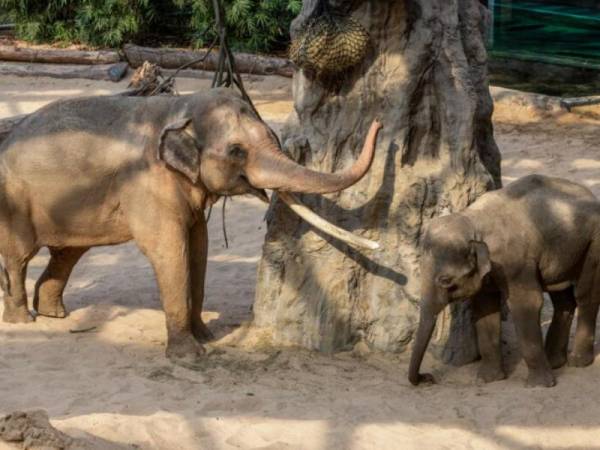 Miejski Ogród Zoologiczny