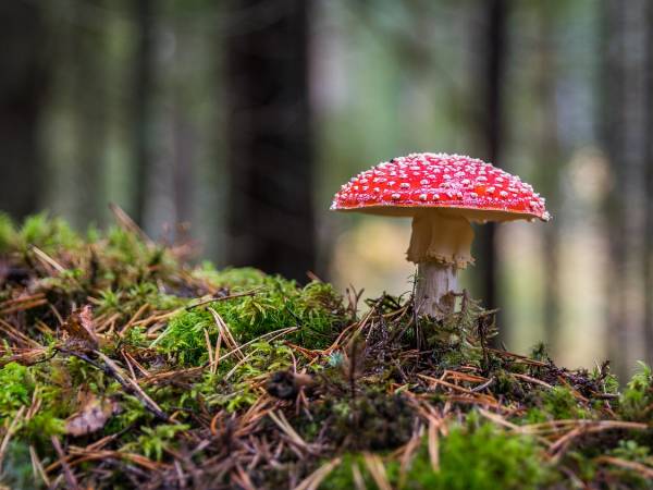Las jesienią - scenariusz wycieczki przyrodniczej do lasu grupa 5-6 latków