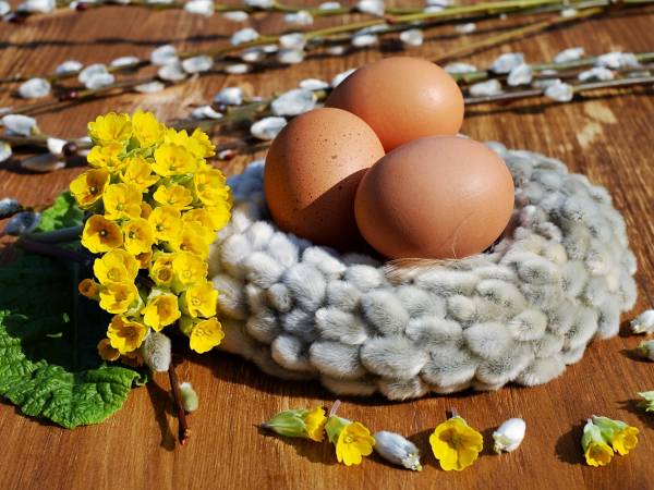 Smak wierzbowego kotka - scenariusz zajęć dydaktycznych w grupie 5 latków