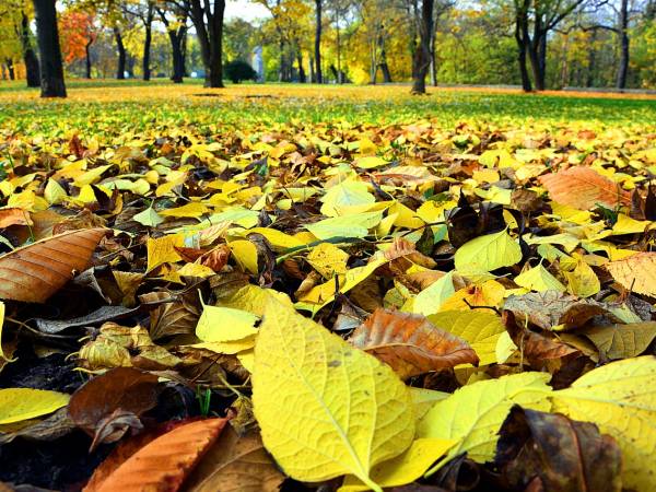 Pożegnanie pani jesieni - scenariusz zajęć dydaktycznych w grupie 4-5 latków