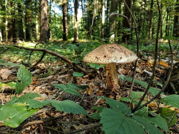Scenariusz zajęć otwartych dla rodziców - Poznajemy grzyby jadalne